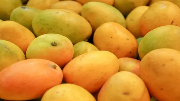 Por primera vez, Colombia exporta mango de azúcar a Estados Unidos por vía marítima