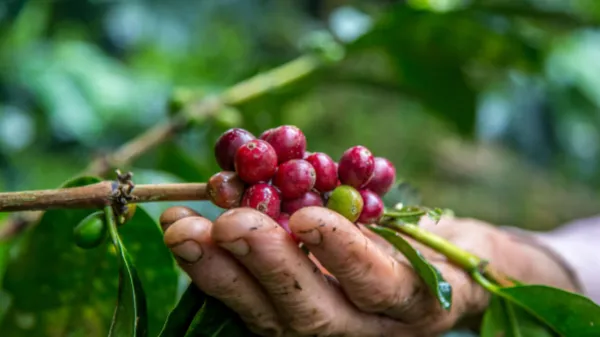 El panorama cafetero produce un buen aroma para este año