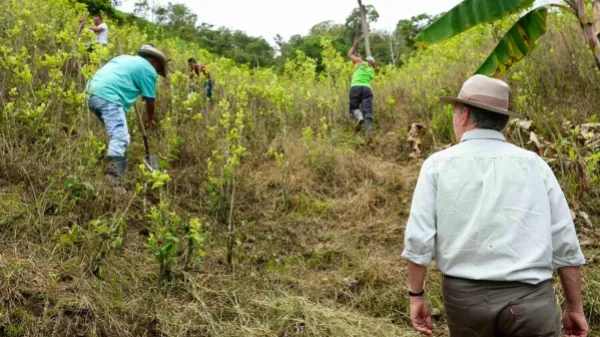 ¿La sustitución voluntaria de cultivos tampoco es la solución?