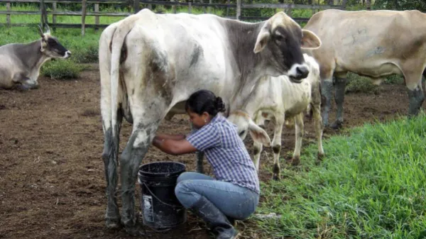 Crisis lechera en Colombia se profundiza: Fedegán lanza alerta urgente al Gobierno