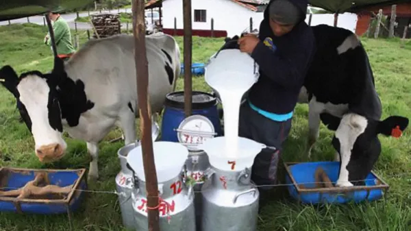 La crisis del sector lechero en Colombia: un panorama alarmante