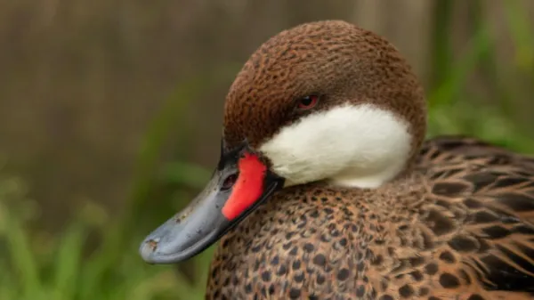 Un estudio documenta la extinción de 610 especies de aves y su impacto ecológico