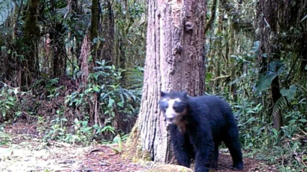 ¡Esperanza de supervivencia! Oso de anteojos Izumi reapareció en Huila después de cuatro años