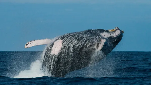 Ballena jorobada recorrió más de 13.000 km desde Colombia hasta Zanzíbar, en uno de los viajes más largos registrados