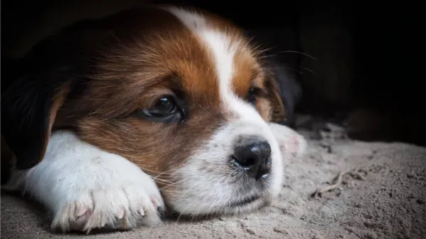 El adiós de los perros: estas son las señales que dan los caninos en sus últimos días