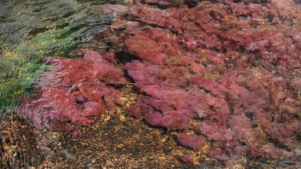 Cómo planificar un viaje a Caño Cristales: mejor temporada y actividades recomendadas