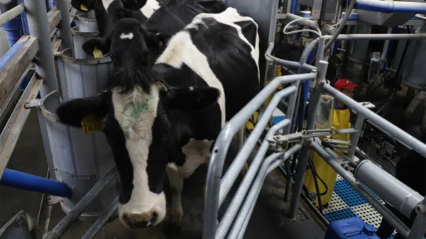 Las cuatro empresas lecheras sancionadas con más de 21.000 millones de pesos por usar lactosuero en la leche entera
