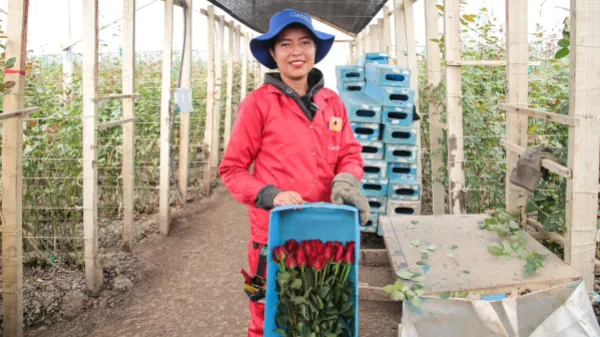 Flores colombianas inundan Estados Unidos para San Valentín: ¿cuáles son las más populares para celebrar el amor?