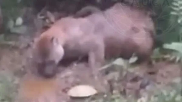 Mataron a disparos a un puma en un resguardo en el Cauca: autoridades indígenas detuvieron al cazador