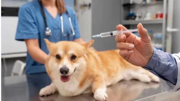 Estas son las vacunas obligatorias para mascotas en Colombia