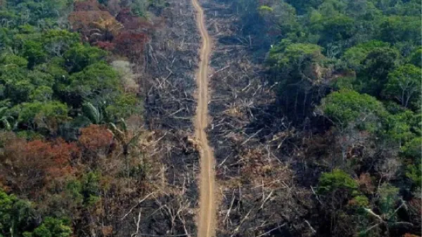 Alarmante informe: 88.000 hectáreas deforestadas y 1.107 kilómetros de vías ilegales, en seis meses, en la Amazonia colombiana