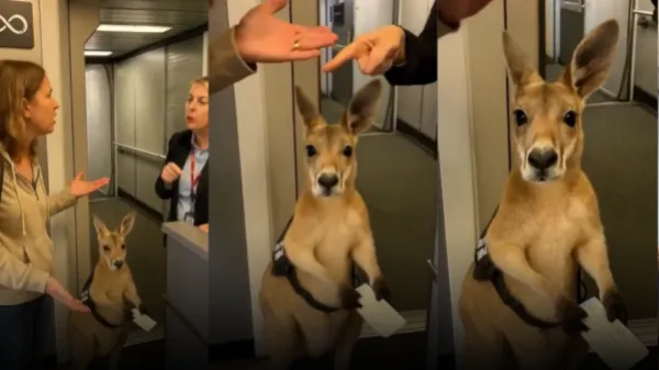 ¿Cómo identificar videos o fotos hechos con Inteligencia Artificial? Lo que nos enseñó un canguro que se volvió viral