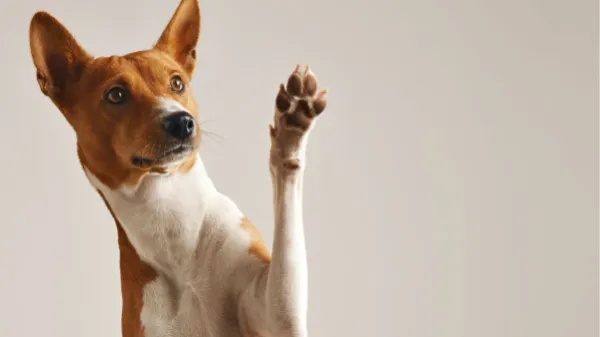 Regresa Mascotas al Parque, el evento para los amantes de los animales en Bogotá