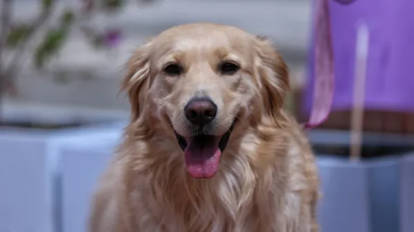 La plataforma que conecta a perros y gatos sin hogar con adoptantes de mascotas 