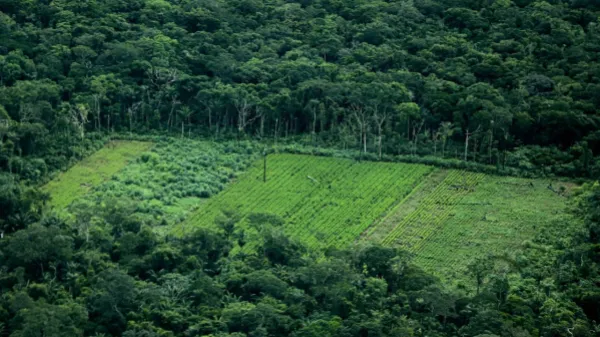 La deforestación cayó 33 por ciento en la Amazonia en el primer trimestre de 2025: Ministerio de Ambiente