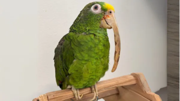 Sin vuelo, ni libertad: la cruel realidad de las aves en cautiverio en Colombia
