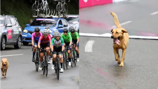 El gregario más fiel: perro coronó el Alto de La Línea y se robó las miradas en la Vuelta a Colombia Femenina 2025