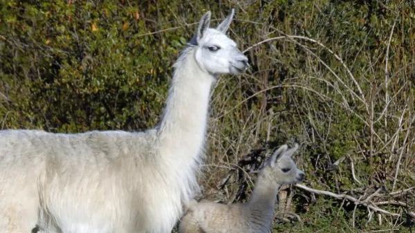Llamas y coronavirus: los sorprendentes hallazgos en la investigación para contrarrestar variantes actuales y futuras del virus