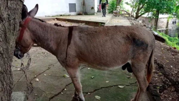 Ataque con ‘burro bomba’ en Antioquia y otros repudiables casos de animales utilizados para el terrorismo y la guerra en Colombia