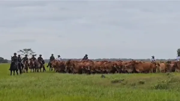 Contrabando de ganado hacia Venezuela, la nueva modalidad criminal del los grupos ilegales en Arauca
