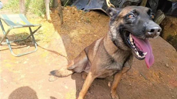 Sansón, el héroe de cuatro patas que perdió la vida después de salvar la de 36 soldados en Antioquia