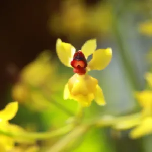 La fiesta de las orquídeas en el Jardín Botánico de Bogotá