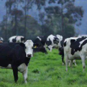 Alerta por reducción en compra de leche a productores colombianos: Analac
