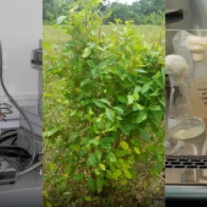 Un ejército de bacterias: primer sistema de degradación de cocaína patentado en Colombia