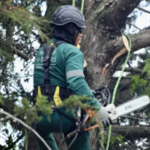 Vecinos de Puente Aranda denuncian tala masiva de árboles en la calle Tercera
