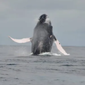 Satena amplía sus rutas al Pacífico con nuevos precios: viajeros podrán disfrutar temporada de ballenas