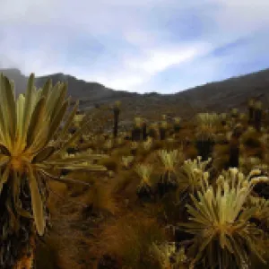 Anulan contrato minero de carbón que incluía áreas de la reserva forestal de El Cocuy 