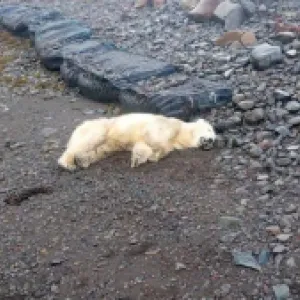 “No es algo que nos guste hacer”: policía de Islandia disparó a un oso polar