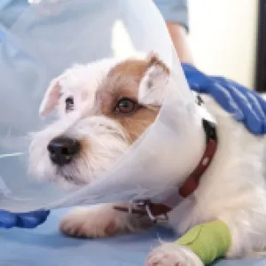 Más que control natal: beneficios de la esterilización en las mascotas