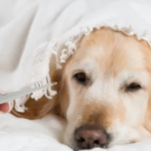 Cáncer en mascotas: lo que debe saber para detectarlo a tiempo