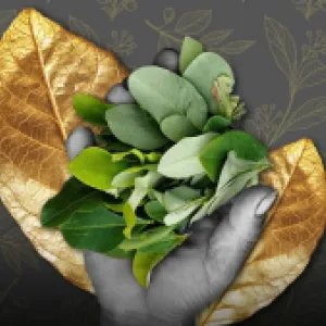 Mucho más que cocaína: los activistas de la hoja de coca 