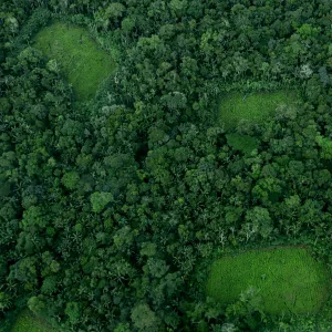 La deforestación en la Amazonía no se detiene: ¿realmente la estamos restaurando?
