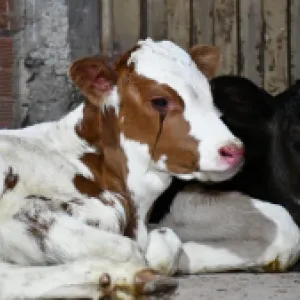 Rescataron a más de 40 animales en matadero ilegal en Suba: estaban en condiciones lamentables