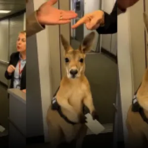¿Cómo identificar videos o fotos hechos con Inteligencia Artificial? Lo que nos enseñó un canguro que se volvió viral 