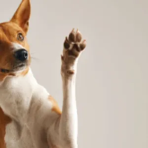 Regresa Mascotas al Parque, el evento para los amantes de los animales en Bogotá