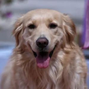 La plataforma que conecta a perros y gatos sin hogar con adoptantes de mascotas 