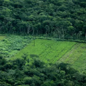 La deforestación cayó 33 por ciento en la Amazonia en el primer trimestre de 2025: Ministerio de Ambiente