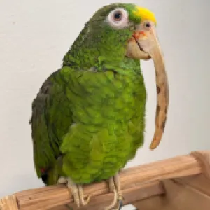 Sin vuelo, ni libertad: la cruel realidad de las aves en cautiverio en Colombia