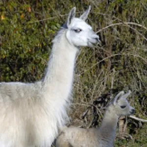 Llamas y coronavirus: los sorprendentes hallazgos en la investigación para contrarrestar variantes actuales y futuras del virus