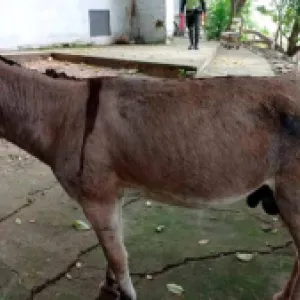 Ataque con ‘burro bomba’ en Antioquia y otros repudiables casos de animales utilizados para el terrorismo y la guerra en Colombia