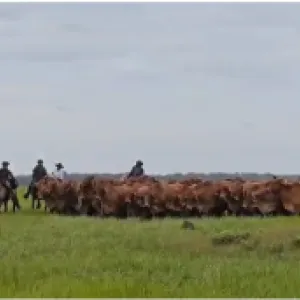 Contrabando de ganado hacia Venezuela, la nueva modalidad criminal del los grupos ilegales en Arauca