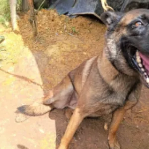Sansón, el héroe de cuatro patas que perdió una para salvar la vida de 36 soldados en Antioquia