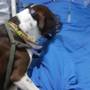 ‘Huellitas al final de la vida’: El programa que permite a pacientes críticos despedirse de sus mascotas en hospitales públicos de Bogotá