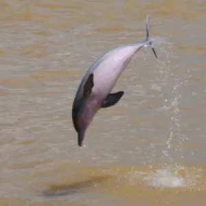 Delfines de río: Colombia propone medidas en Suramérica y Asia para protegerlos 
