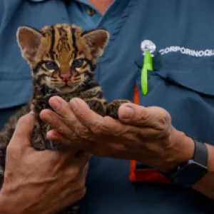 Un gesto de vida: familia campesina rescató a un ocelote bebé en Vichada y ayudó a su rehabilitación