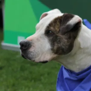 Bogotá tendrá un banco de sangre para mascotas: ¿cómo funcionará y cómo se puede acceder?
